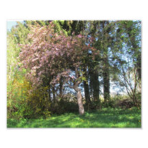 Trees in spring - energy picture photograph