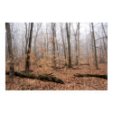 Trees in the Mist posters