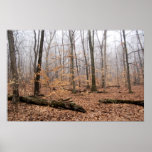 Trees in the Mist Posters