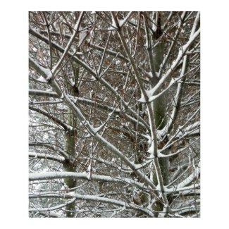 Trees in the Snow