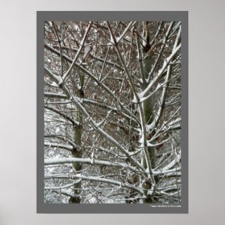 Trees in the Snow Winter Photo Posters
