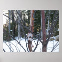 trees in winter posters