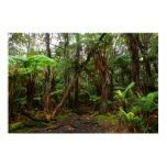 trees kilauea crater big island volcano posters
