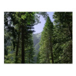 Trees Meadows Zoomwalt Post Cards