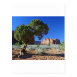 Trees Monument Valley Mesas Buttes Post Cards
