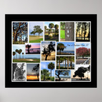 Trees of Daufuskie Island, SC Posters