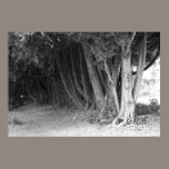 Trees Of Hiding posters