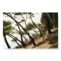 TREES ON ITALIAN HILLSIDE posters