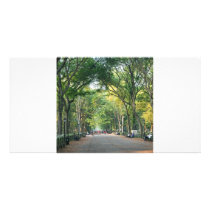 Trees on the Mall Photo Cards