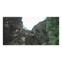 Trees Photo Card