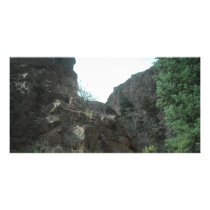 Trees Photo Card