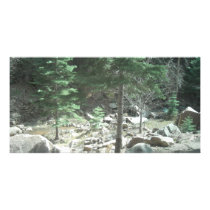 Trees Photo Card Template