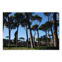 Trees Photographic Print