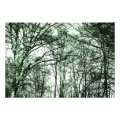 trees photoenlargement