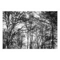 trees photoenlargement