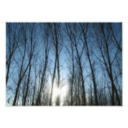trees photoenlargement