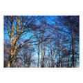 trees photoenlargement