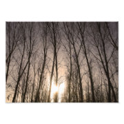 trees photoenlargement