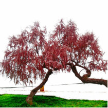 trees photo sculptures