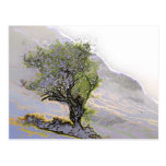 TREES POST CARDS