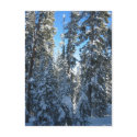 Trees postcards by johngrey Trees postcards