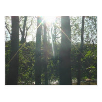 Trees Postcard postcards