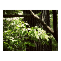 Trees poster posters