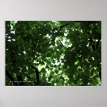 trees posters