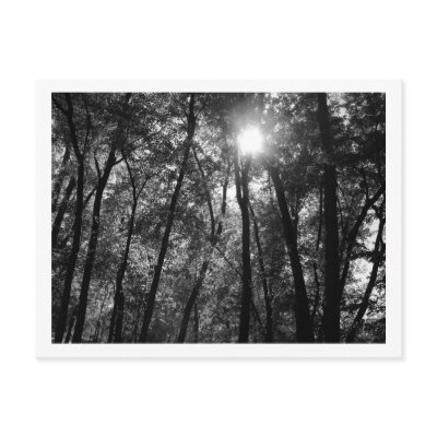 Trees & Sun (1) Postcard by sondrahoward