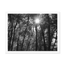 Trees & Sun (1) Postcard