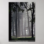 Trees, Tatton Park, Cheshire, England Print