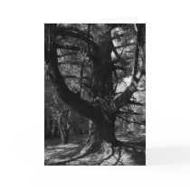 Trees, UC Santa Cruz, 1963 cards