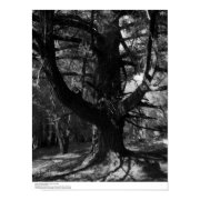 Trees, UC Santa Cruz, 1963 print