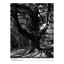 Trees, UC Santa Cruz, 1963 posters by ucrcmp Trees, UC Santa Cruz, 1963 posters