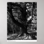 Trees, UC Santa Cruz, 1963 Print