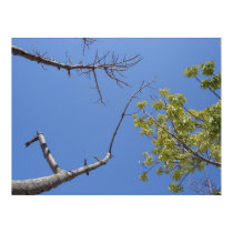 Trees, Warren Dunes, MI posters by AnneBlue Trees, Warren Dunes, MI posters
