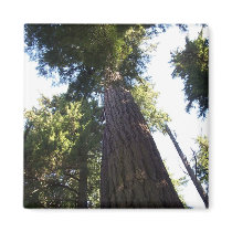 Treetops. magnets