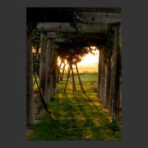 Trellis at Sunrise posters by QuietDog_Images Trellis at Sunrise posters