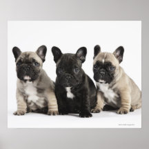 Tres perritos pedigríes poster