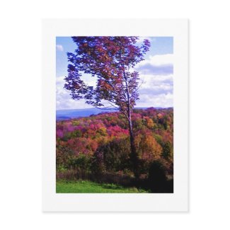 Tress in the Fall Postcards