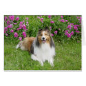 Trevor cards by sheltienation Trevor cards