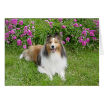 Trevor cards by sheltienation Trevor cards