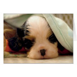 Tri Cavalier under blanket Cards