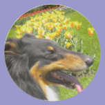 Tri Collie N More Tulips Plate