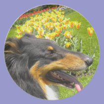 Tri Collie N More Tulips Plate plates