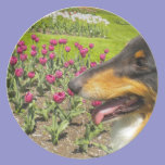 Tri collie N Purple Tulips plates