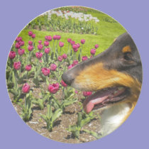 Tri collie N Purple Tulips plates