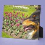 Tri Collie N the Tulips Photo Plaque