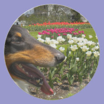 Tri Collie N the Tulips Plate plates