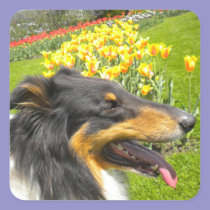 Tri Collie N the Tulips Stickers stickers